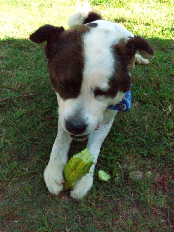 /Images/uploads/SPSPCA-Greenville Humane Society/ghscutestpet/entries/22401thumb.jpg